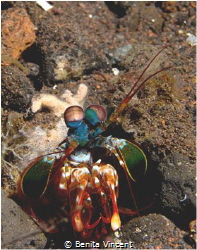 Mantis Shrimp, Indonesia by Benita Vincent 